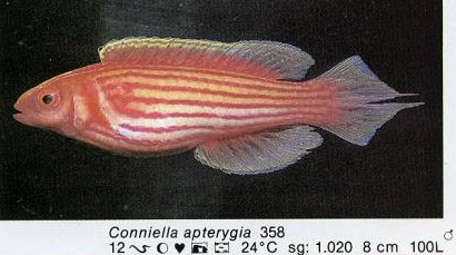 Conniella apterygia